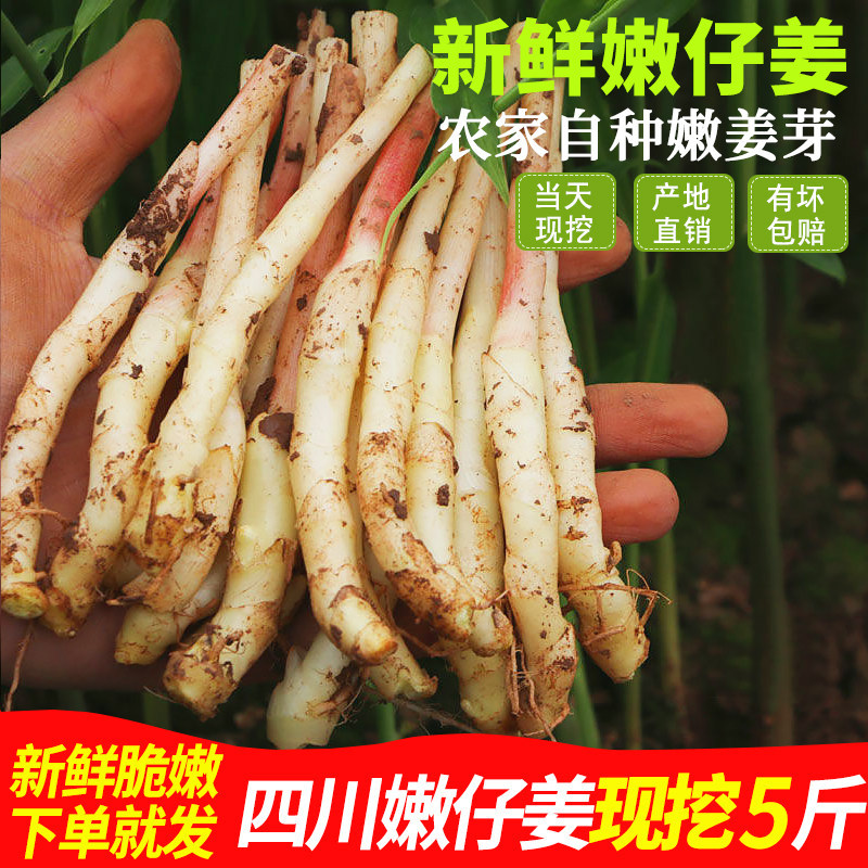 嫩姜正宗四川嫩仔姜鲜姜嫩子姜竹根姜芽姜子牙现挖红芽姜当季蔬菜