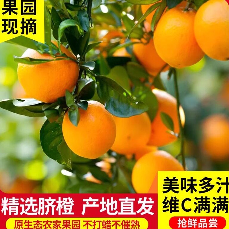 正宗江西赣州赣南脐橙现摘时令新鲜水果榨汁孕妇橙子10斤带箱包邮