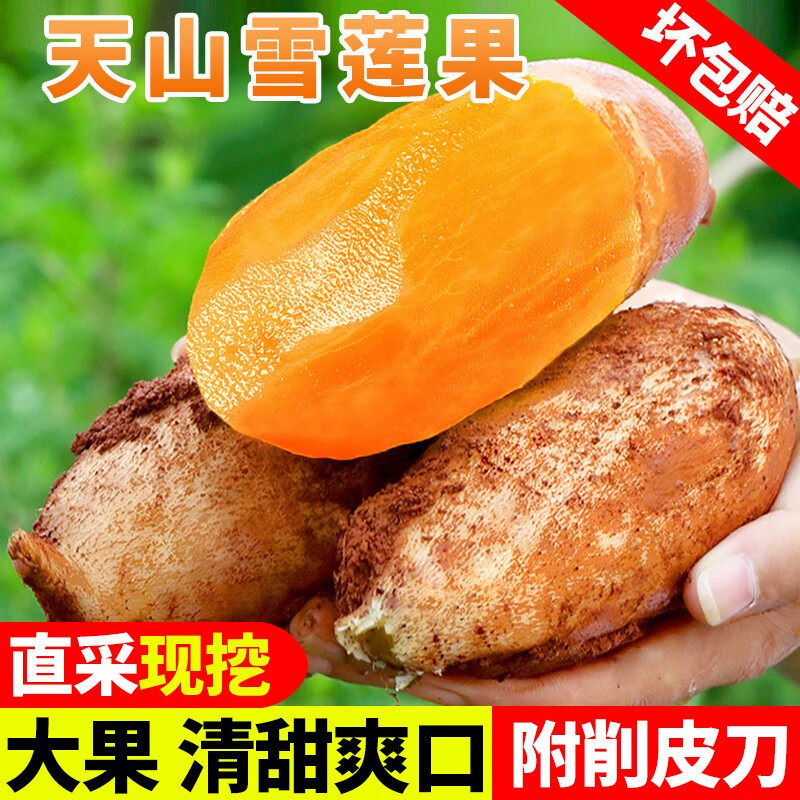 雪莲果新鲜水果10斤应当
