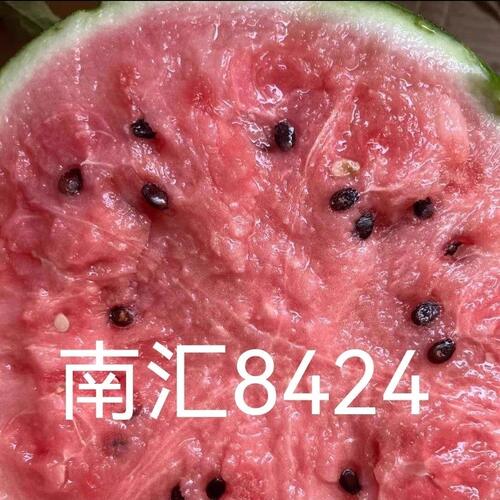 上海南汇正宗8424西瓜头茬麒麟新鲜水果应季黑籽薄皮当季整箱