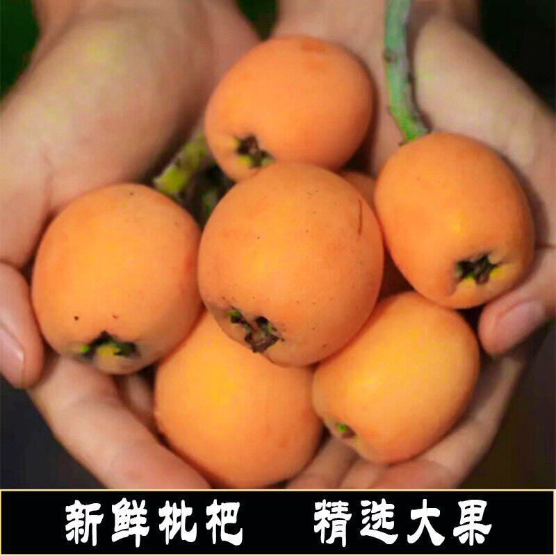 【现货】贵州新鲜枇杷五星大枇杷精选大果当季新鲜水果孕妇枇杷