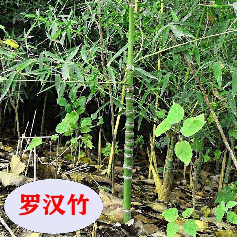 罗汉竹苗 竹子盆栽 佛肚竹苗植物风水竹四季常青庭院别墅花园耐寒