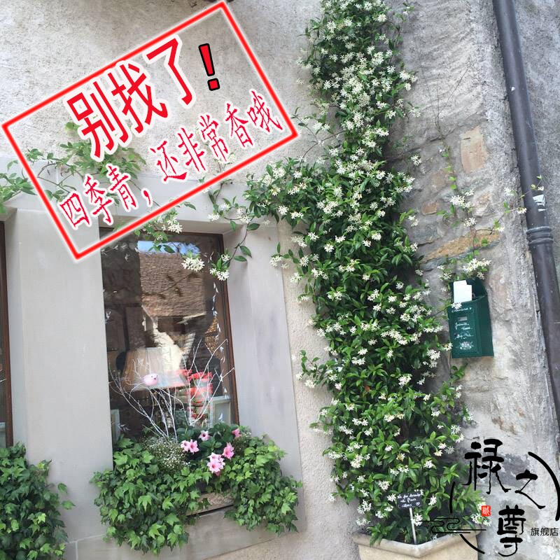 风车茉莉花苗开花香四季长青爬藤植物银丝围墙庭院阳台藤蔓不落叶