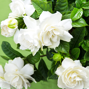 栀子花树苗牡丹栀子花苗盆栽四季常开大叶开花香阳台浓香花卉室外