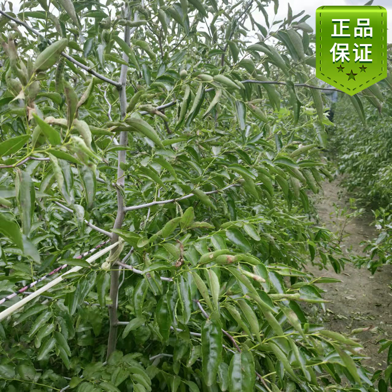 大荔冬枣苗 山东大枣树苗滨州沾化原产地脱毒枣苗大枣树苗枣树苗