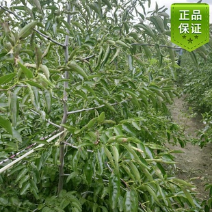 大荔冬枣苗 山东大枣树苗滨州沾化原产地脱毒枣苗大枣树苗枣树苗