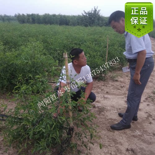 矮化甜枣苗 南北种植山东枣树苗沾化脱毒大枣苗枣树苗行业界黑马