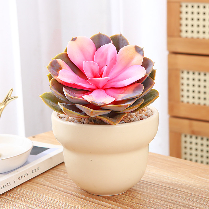 红心莲多肉盆栽室内桌摆彩色多肉植物单头大冠幅易养多肉绿植带盆