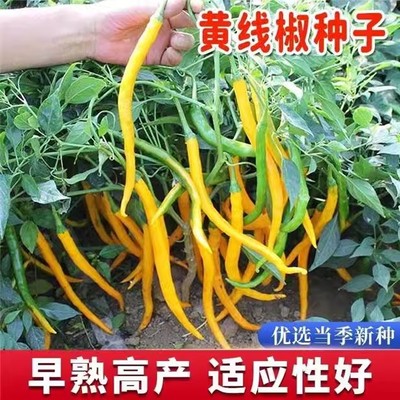 湖南黄线椒种子黄贡辣衡东三樟