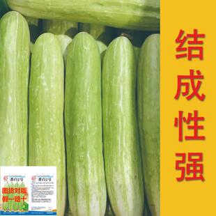 香白二号黄瓜种子早熟四季耐热春季秋季阳台秋播翠绿夏季庭院种籽