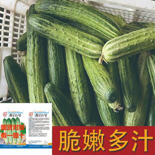 香青三号黄瓜种子耐热四季春季清香秋季青皮耐寒秋播夏季早熟抗病