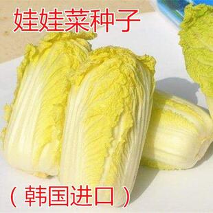 娃娃菜种子小白菜种子黄心娃娃菜种籽快菜种子春夏秋播种蔬菜种子