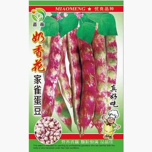 奶香花家雀蛋豆种子油豆角种子架豆油豆鼓豆豆角籽种花豆种子菜豆