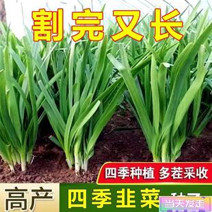 韭菜种子正宗大小叶白根韭菜紫根红根韭菜籽耐热寒四季种新韭菜根