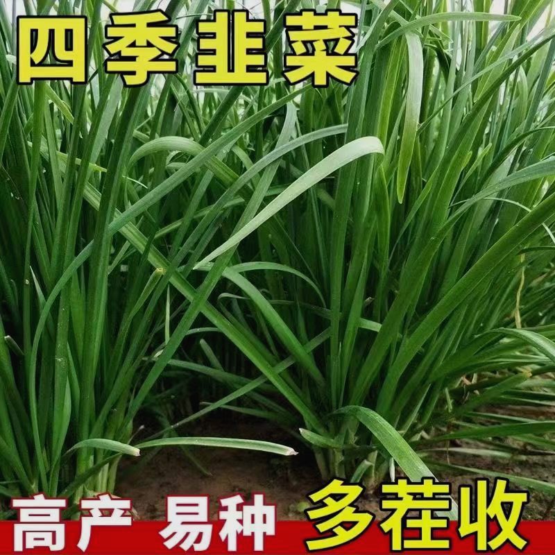 四季韭菜种子老品种小细叶韭菜种籽室内阳台盆栽大田可留种蔬菜籽