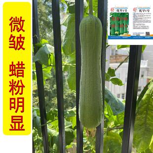 优早一号丝瓜种子耐热耐寒春季秋季夏季南方翠绿秋播四季黄瓜种籽
