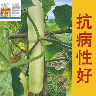 香白一号黄瓜种子早熟四季水果黄瓜春季白色白玉贵妃秋播大白当季