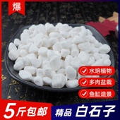 小白石子鹅卵石天然雨花石盆栽造景鱼缸多肉铺面郁金香水培石头