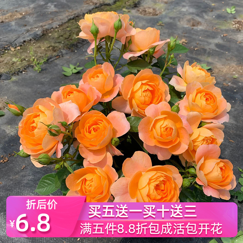 网友分享在meiguo.com的图片