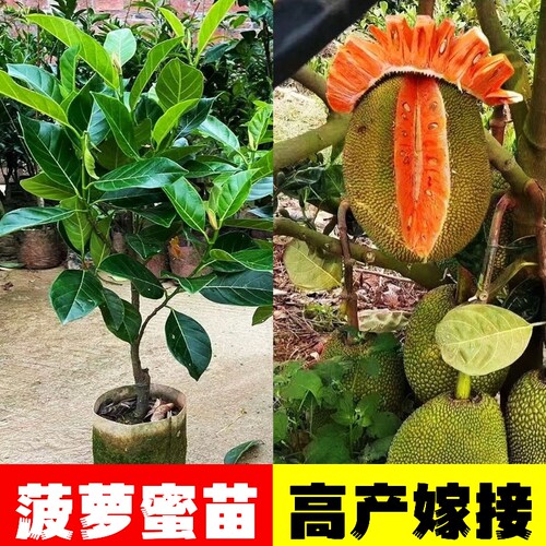 泰国广西嫁接红肉红肉菠萝蜜果苗