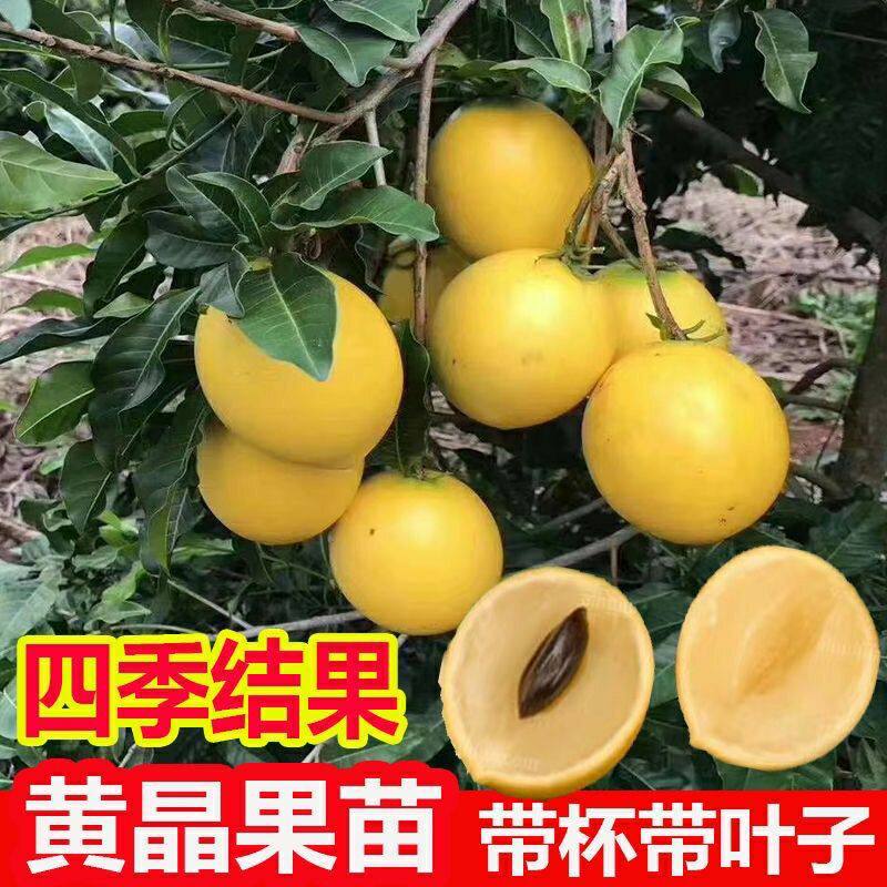 四季黄晶果大果熊赞黄晶果冬密黄晶果红心苗当年种植结果南方种植