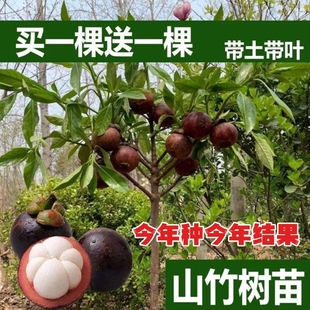 山竹树苗泰国红肉四季山竹果树苗直生南北方种植带土带叶当年结果