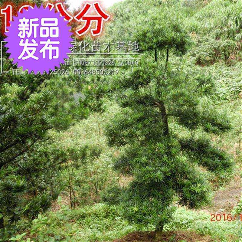 公分罗汉a松大树 公分罗汉松树 罗汉松公分树 罗汉松公分8-17造型