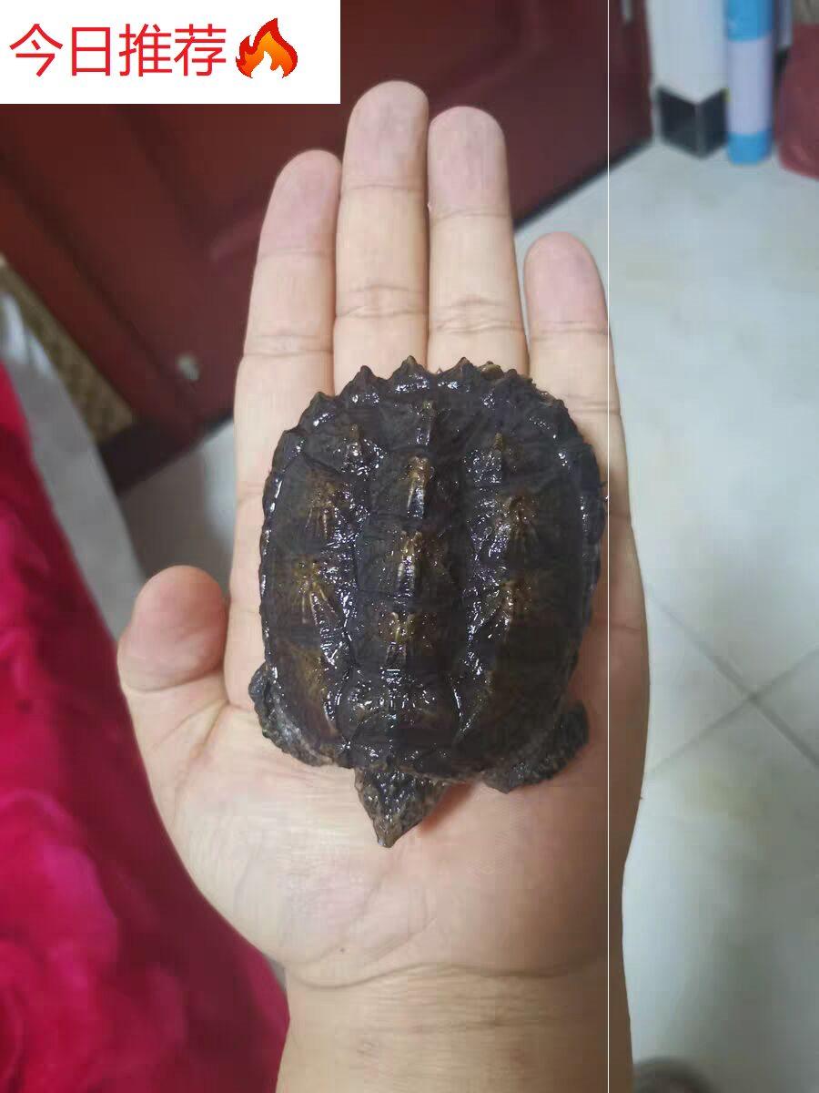 观赏纯佛北美小鳄龟苗爆刺王巨型小乌龟宠物龟佛鳄情侣小乌龟活物