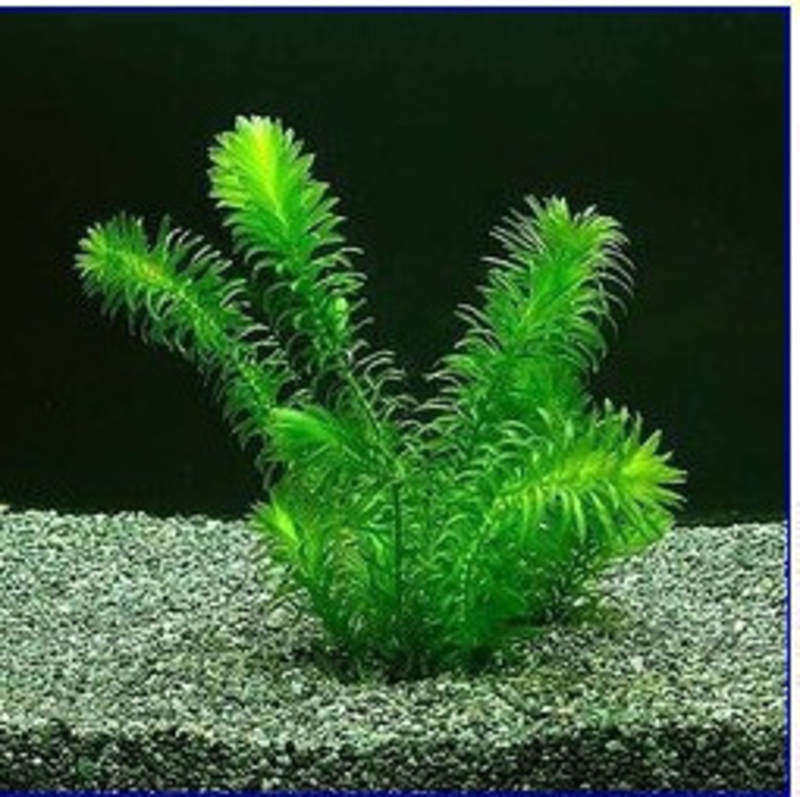 真水草  水蕴草 中后景鱼缸造景 10颗一杯装 容易养耐活