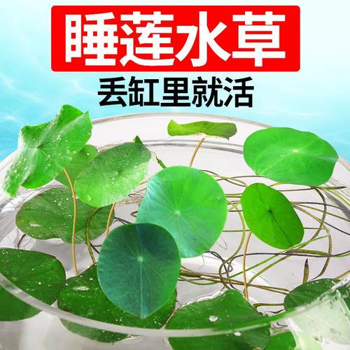 鱼塘净水植物素材模板 鱼塘净水植物图片下载 小麦优选