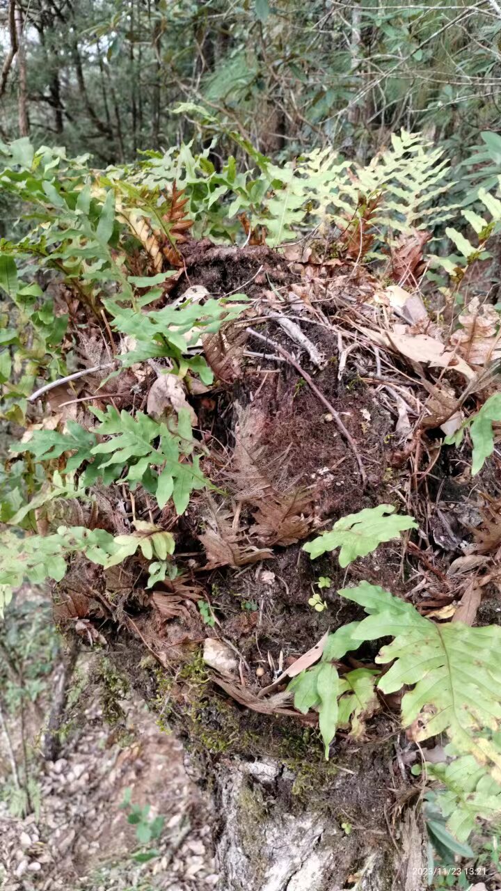 大山深处骨碎补新鲜中药材毛姜500克接骨猴姜爬石岩姜崖生姜