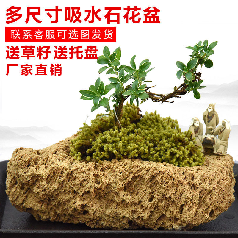 吸水石上水石摆件原石附石文竹菖蒲微景观苔藓新品多肉植物小花盆