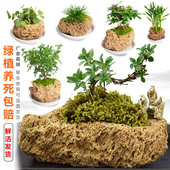 吸水石上水石摆件原石附石文竹菖蒲微景观苔藓新品 多肉植物小花盆