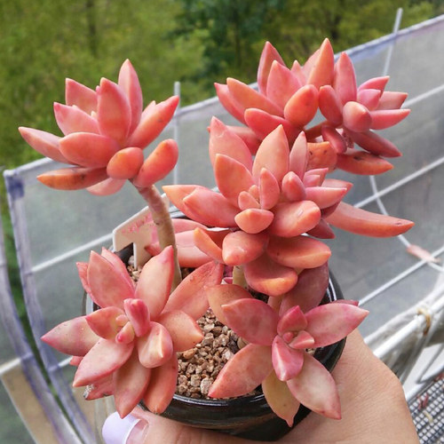 多肉植物铭月销量排行榜 多肉植物铭月品牌热度排名 小麦优选