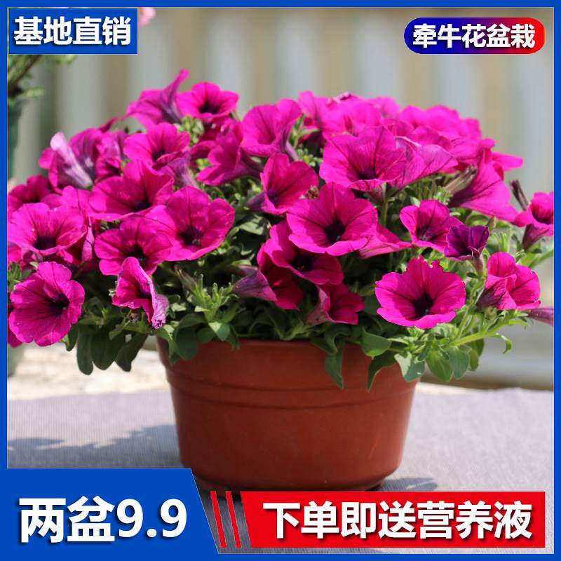 幼儿园植物小盆栽牵牛花矮牵牛花喇叭花百万小玲爬藤垂吊地载庭院