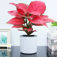 Geely Red [белый вертикальный бассейн], включая горшки