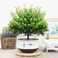 Пять -летняя Свалы Чинан+белый фиолетовый песчаный керамический бассейн и посадка в горшок