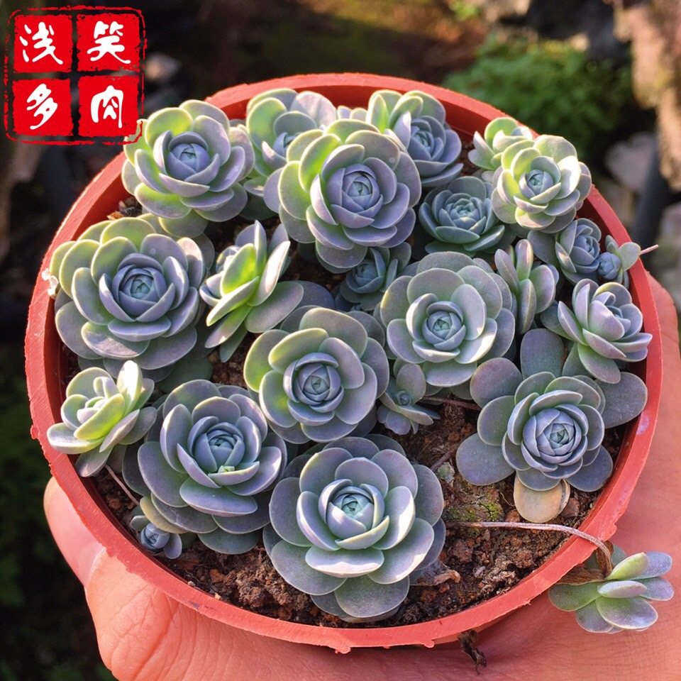 子持莲华多肉植物盆栽易爆盆多侧芽景天科瓦松属迷你奇趣萌物
