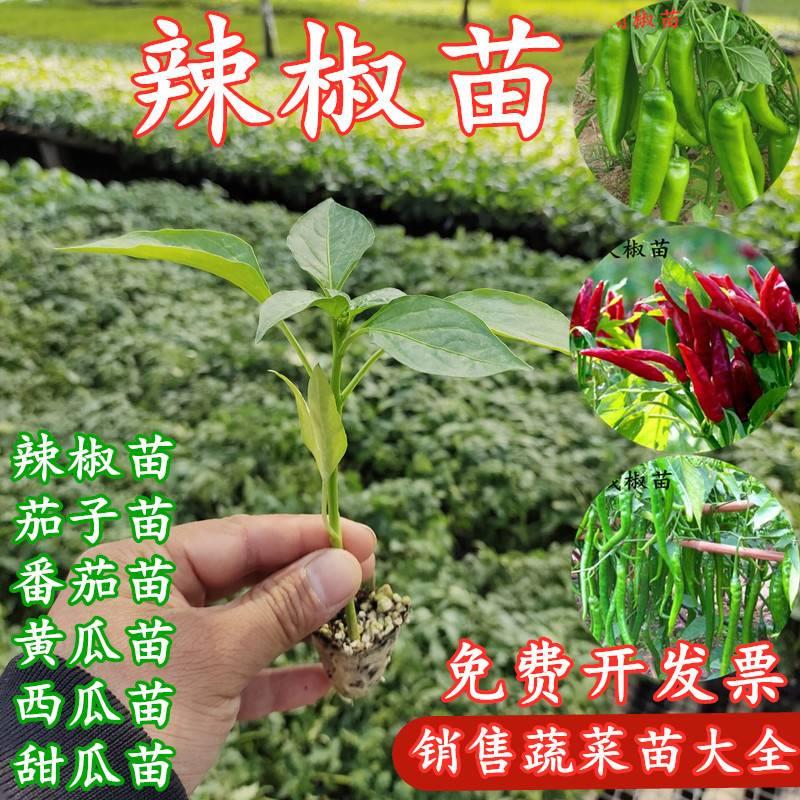 蔬菜苗辣椒苗番茄秧苗西红柿苗黄瓜四季芹菜种植朝天椒苗阳台盆栽 鲜花速递/花卉仿真/绿植园艺 红掌/凤梨/温室花卉 原图主图