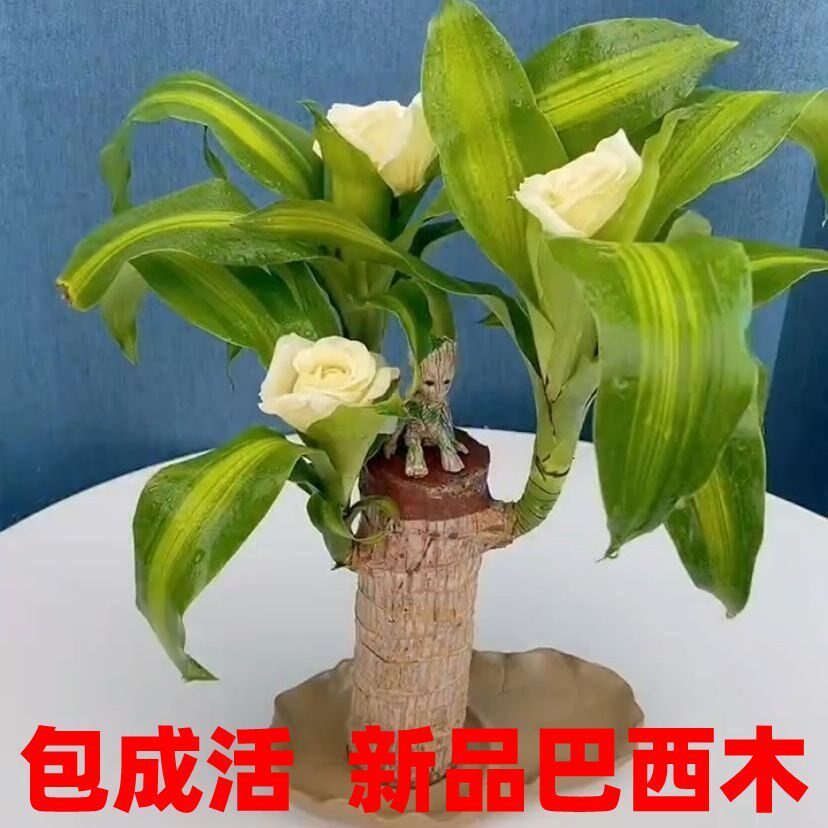 巴西木格鲁特水养幸运木可开花室内水培植物办公桌面花卉盆栽绿植
