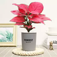 Geely Red [бассейн поглощения серого леса], включая горшок