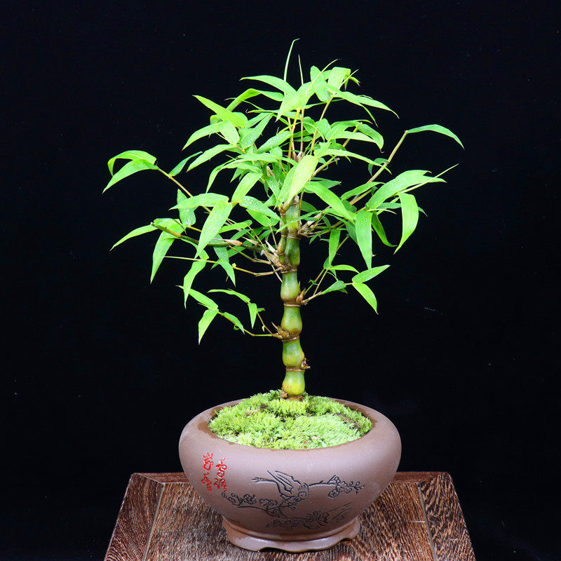 佛肚竹盆栽罗汉竹葫芦竹阳台室内绿植观赏竹竹子植物办公室防辐.