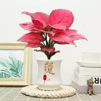 Geely Red [Bai Ruyi Ceramics Paste], включая горшки