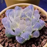 Высоко -громкие редкие сорта сочных растений Hu Dujin Office Desktop Эстетическое излучение