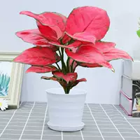 Geely Red [Thread White Pot], Пенвинка