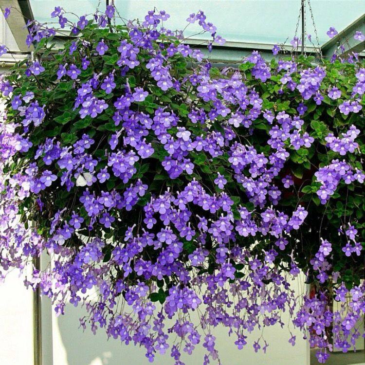 海豚花白色蓝色耐热垂吊花期长四季开花耐阴盆栽抗性好