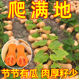 爬满地蜜本南瓜籽本地高产早熟超甜粉甜糯南瓜籽四季易种农家蔬菜