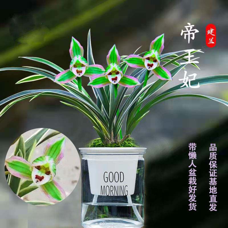 金边矮种四季兰花苗水培兰花室内客厅净化空气好养活花卉绿植盆栽