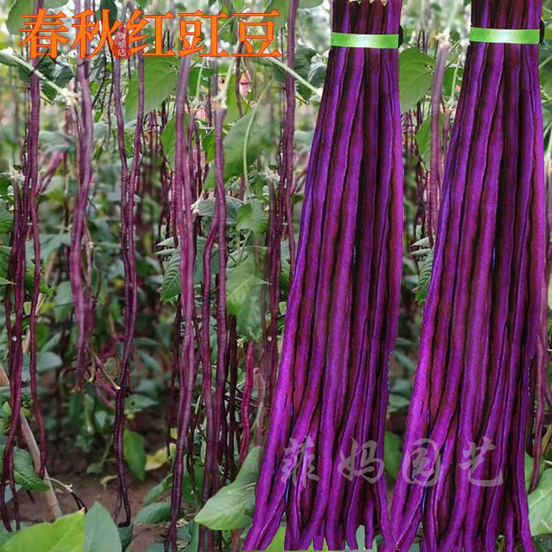 春秋红豆角种子紫红长豇豆阳台盆栽大田庭院高产四季播蔬菜种籽孑