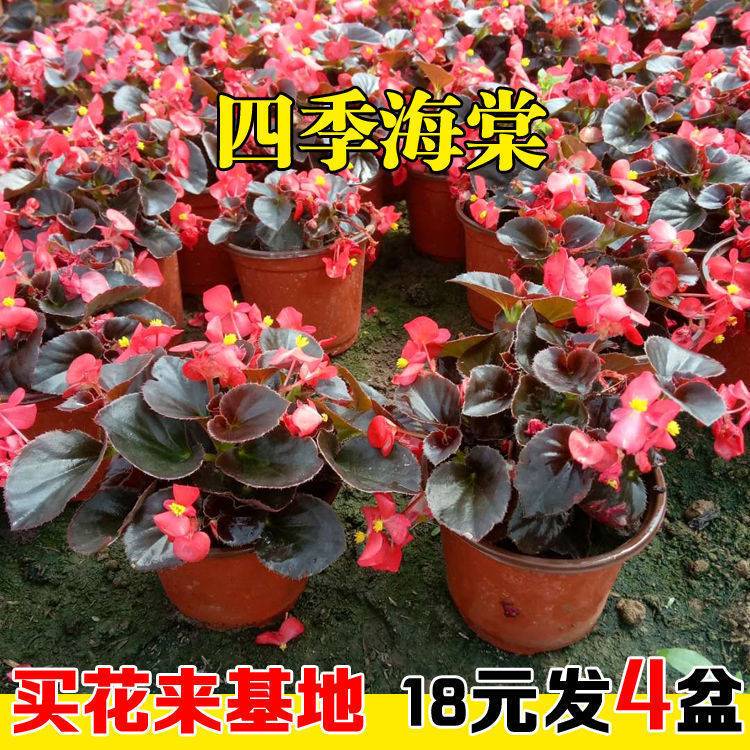 四季海棠花盆栽丽格海棠好养室内四季开花玻璃翠鲜花盆栽带花包邮